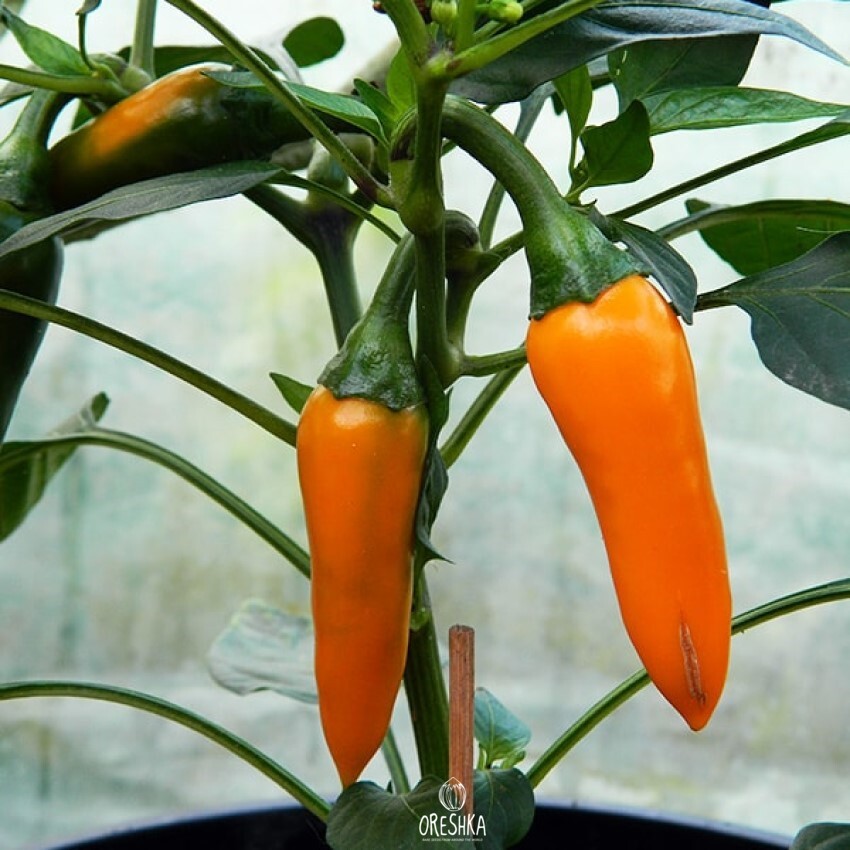 Seeds of Hot pepper Spicy Bulgarian carrot (Capsicum) — 5 pcs