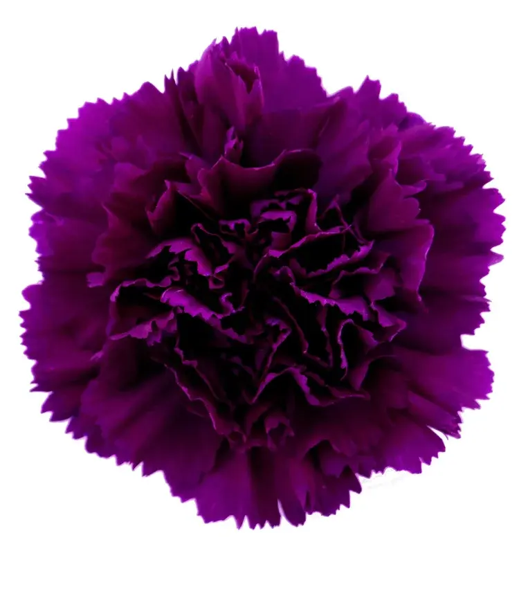 Гвоздика Moontea