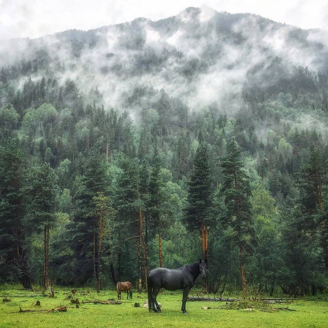 Густые леса в Махарском ущелье