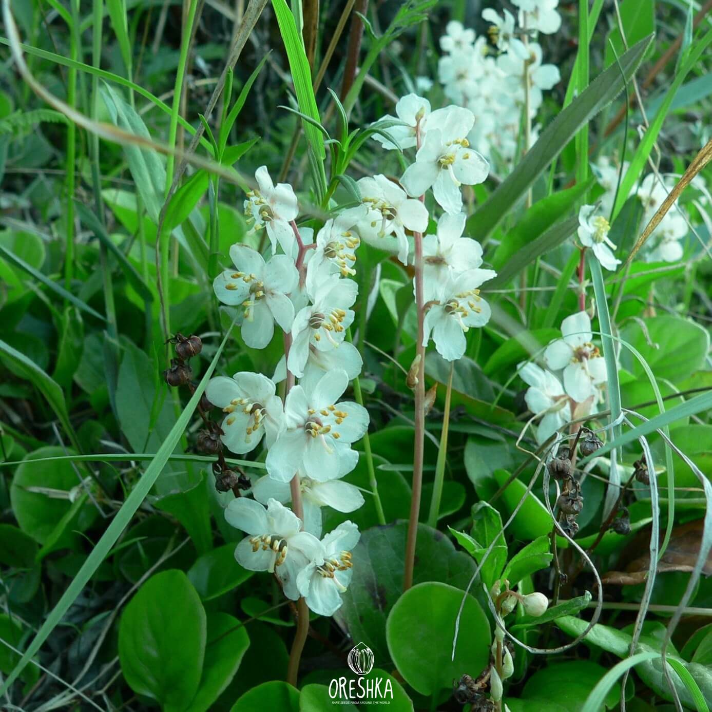 Seeds of round-leaved wintergreen (Pyrola rotundifolia) — 100 pcs