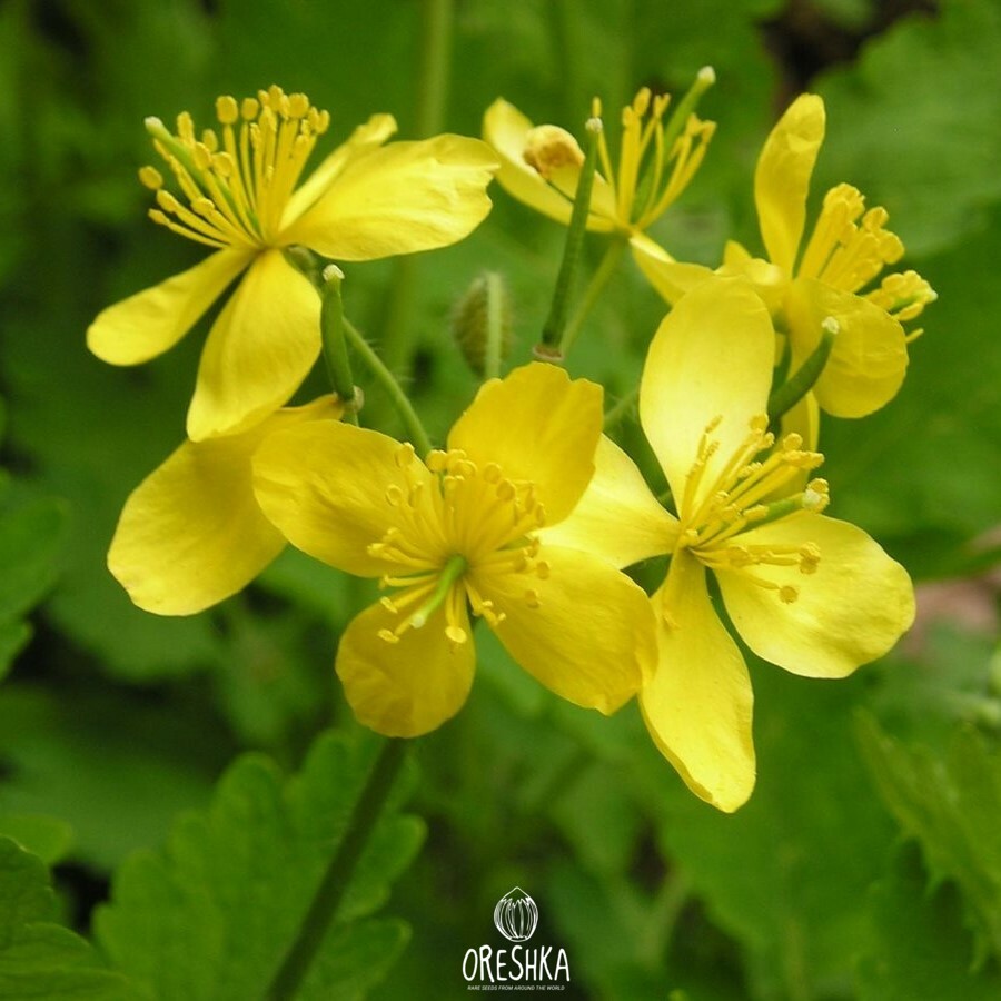 Seeds of Greater Celandine - 30 pcs