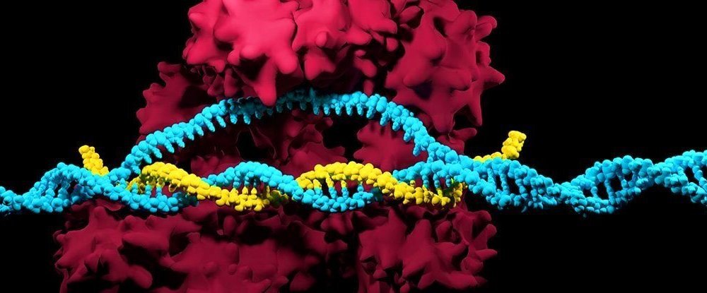 CRISPR-редактирование генома