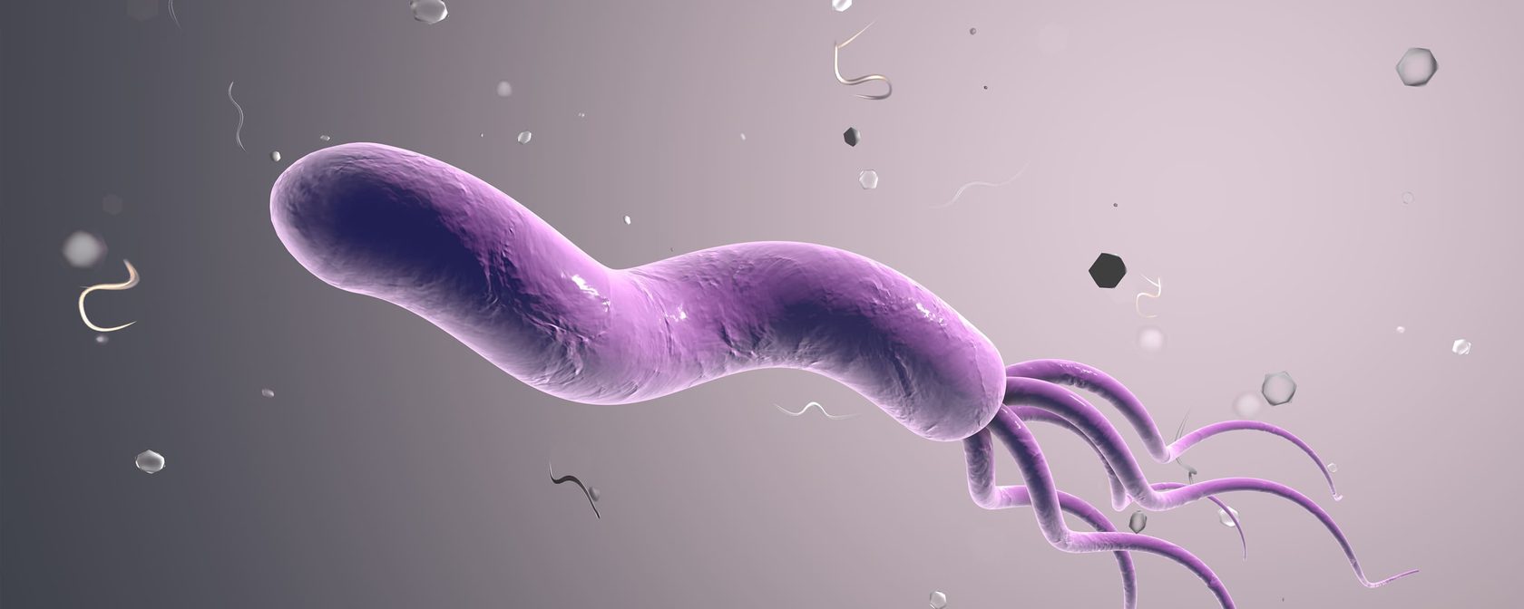 Бактерия Helicobacter pylori