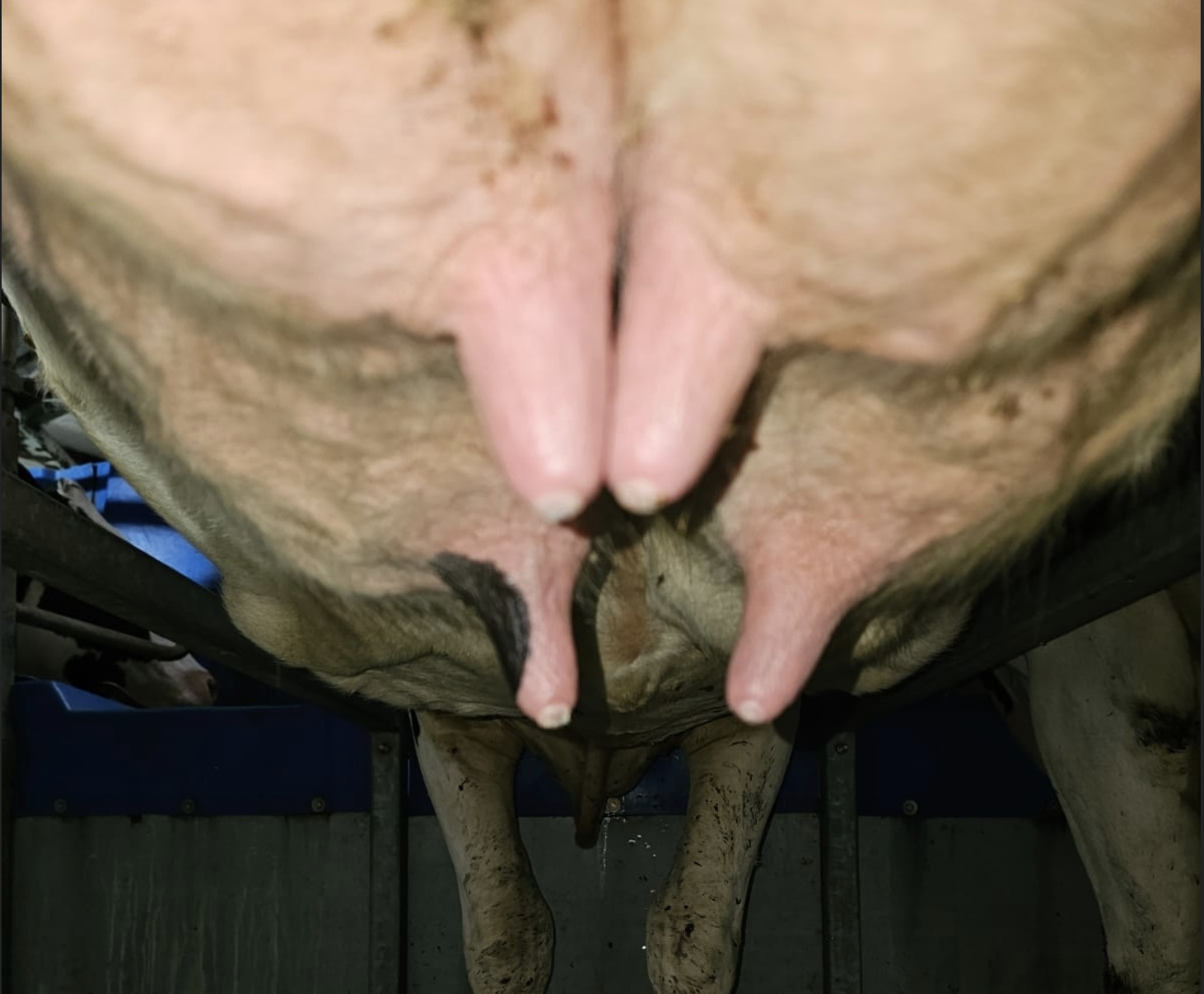 Гиперкератоз у коров — утолщение и ороговение кожи сосков вымени