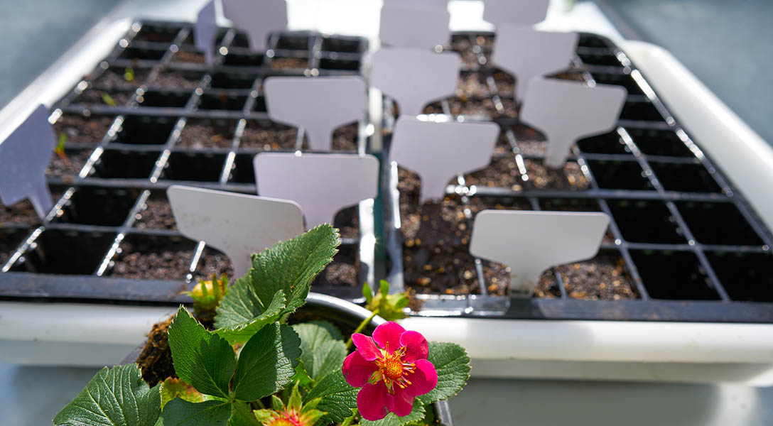 Seedlings in planting trays with blank labels, featuring a vibrant pink flower and green leaves, illustrating seed-starting for gardening.
