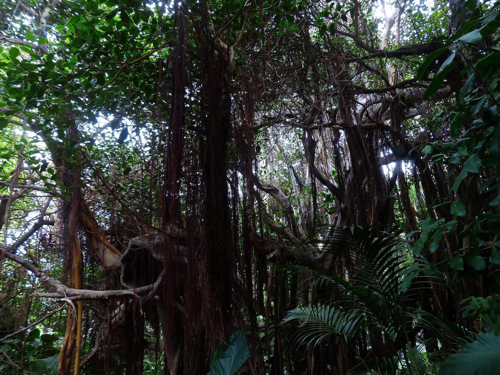 ayahuasca integration