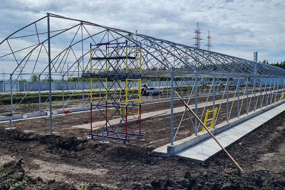 тепличные растения