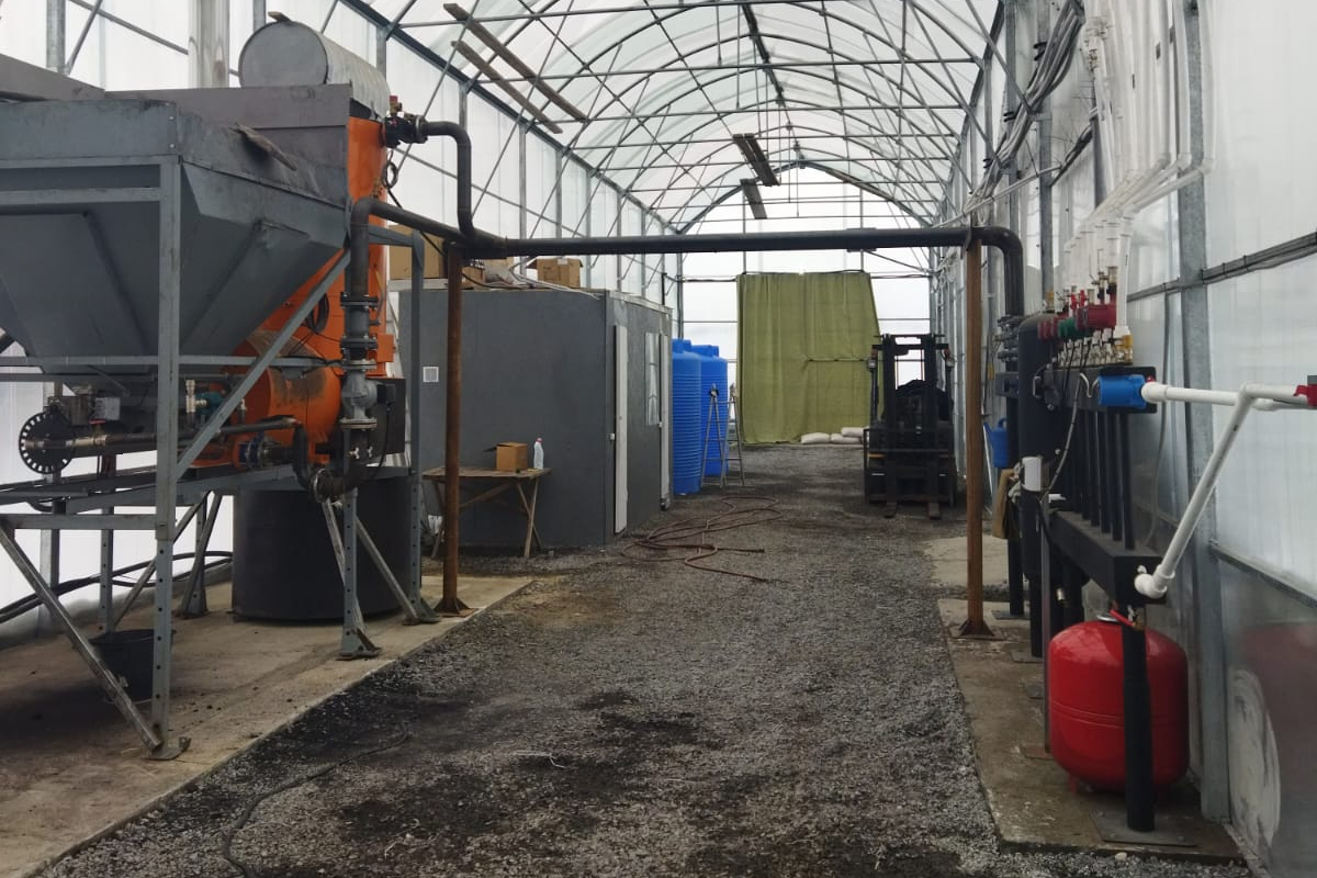 малина в теплице