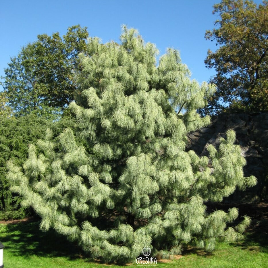 Seeds of Himalayan white pine (Pinus wallichiana) — 10 pcs