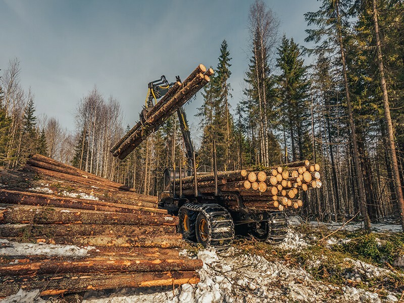 Заготовка древесины фото