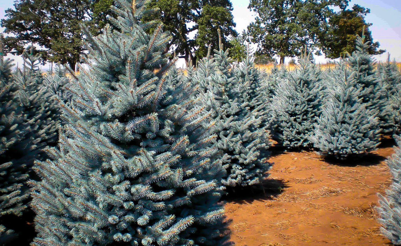 Ель колючая Picea pungens glauca