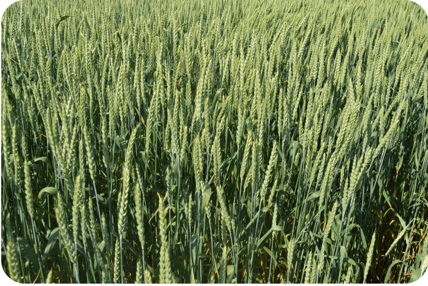 поля пшеницы, урожай зерна, мукомольный завод