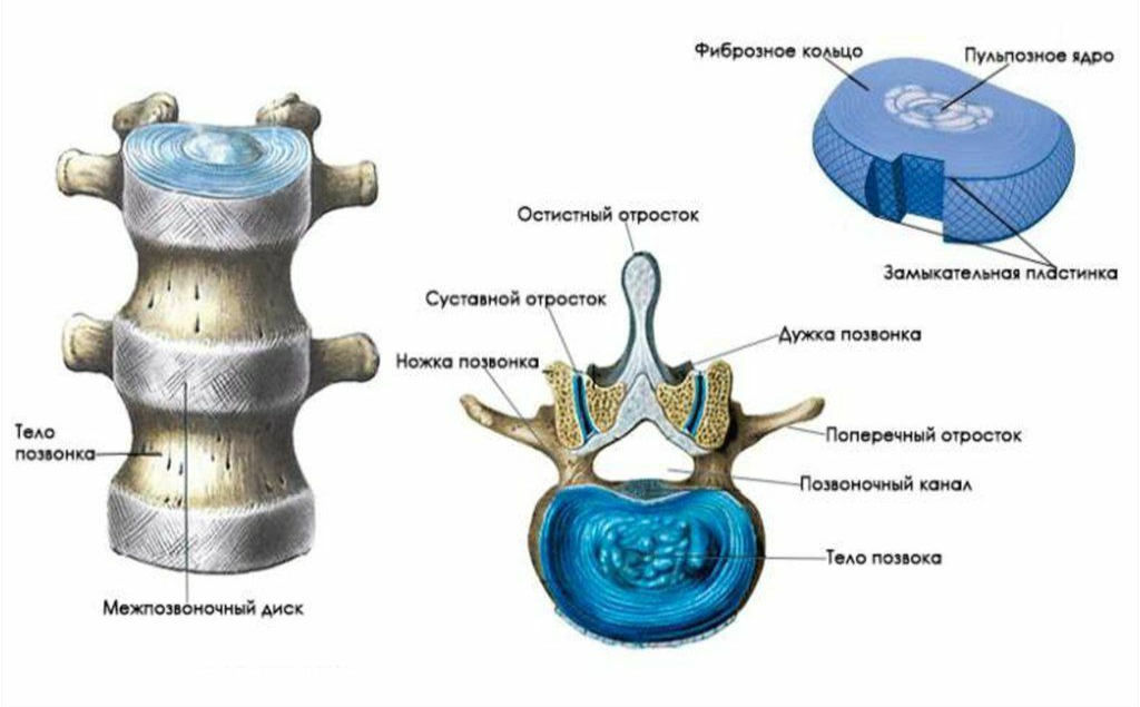 Позвоночные диски. Межпозвоночны ЙДИСКИ состояит их. Студенистое ядро межпозвоночного диска. Строение межпозвоночного диска анатомия. Строение позвоночника Позвоночный диск.