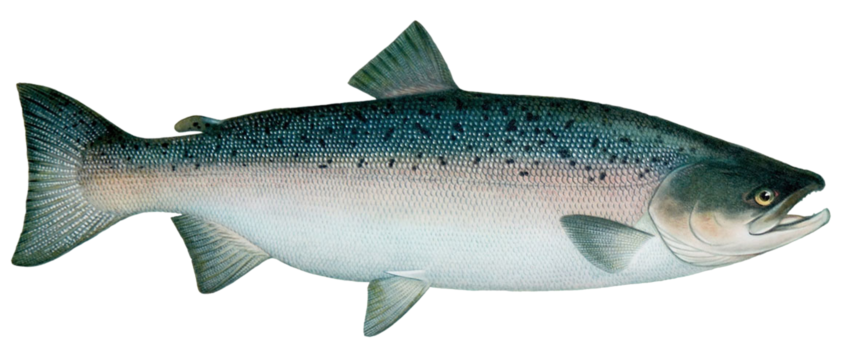 Steam salmon fish фото 55