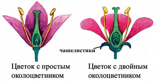 Строение цветка