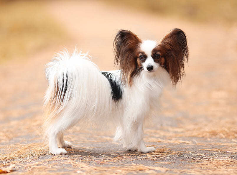 молодой папийон