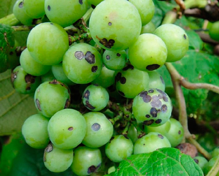Черная пятнистость на винограде