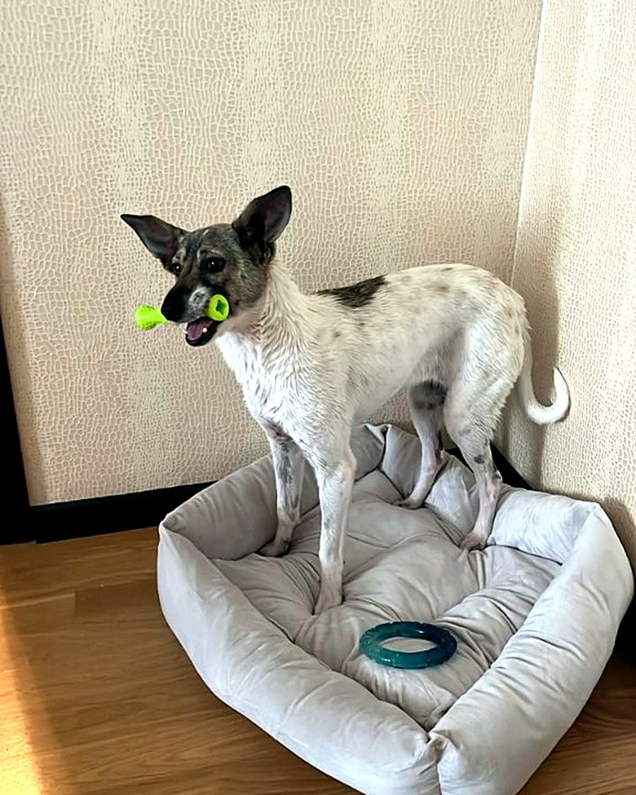 Макс