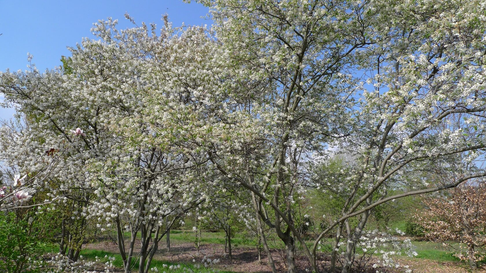 Ирга Ламарка (Amelanchier lamarckii)