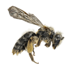 натуральная косметика, магазин профессиональной косметики, крем для ног, крем для ног с мочевиной, крем для ног купить, масло для ногтей, масло монарды для ногтей, масло для ногтей купить, косметика для ногтей, дезодорант для ног