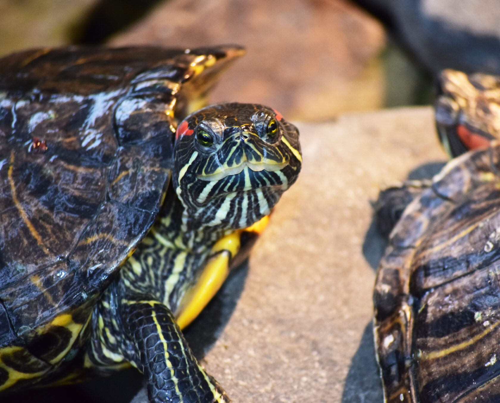 Красноухие черепахи. Ботанический сад КемГУ. Фото Журавлевой Л.В.