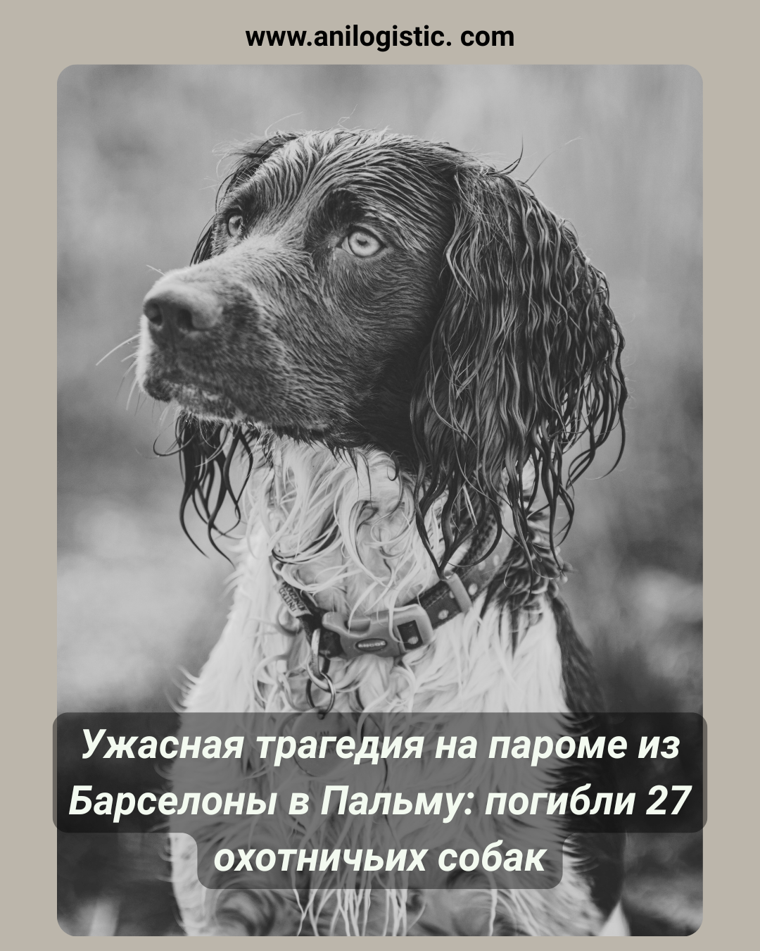 Паром Барселона–Пальма, на борту которого 27 охотничьих собак погибли в закрытом фургоне.