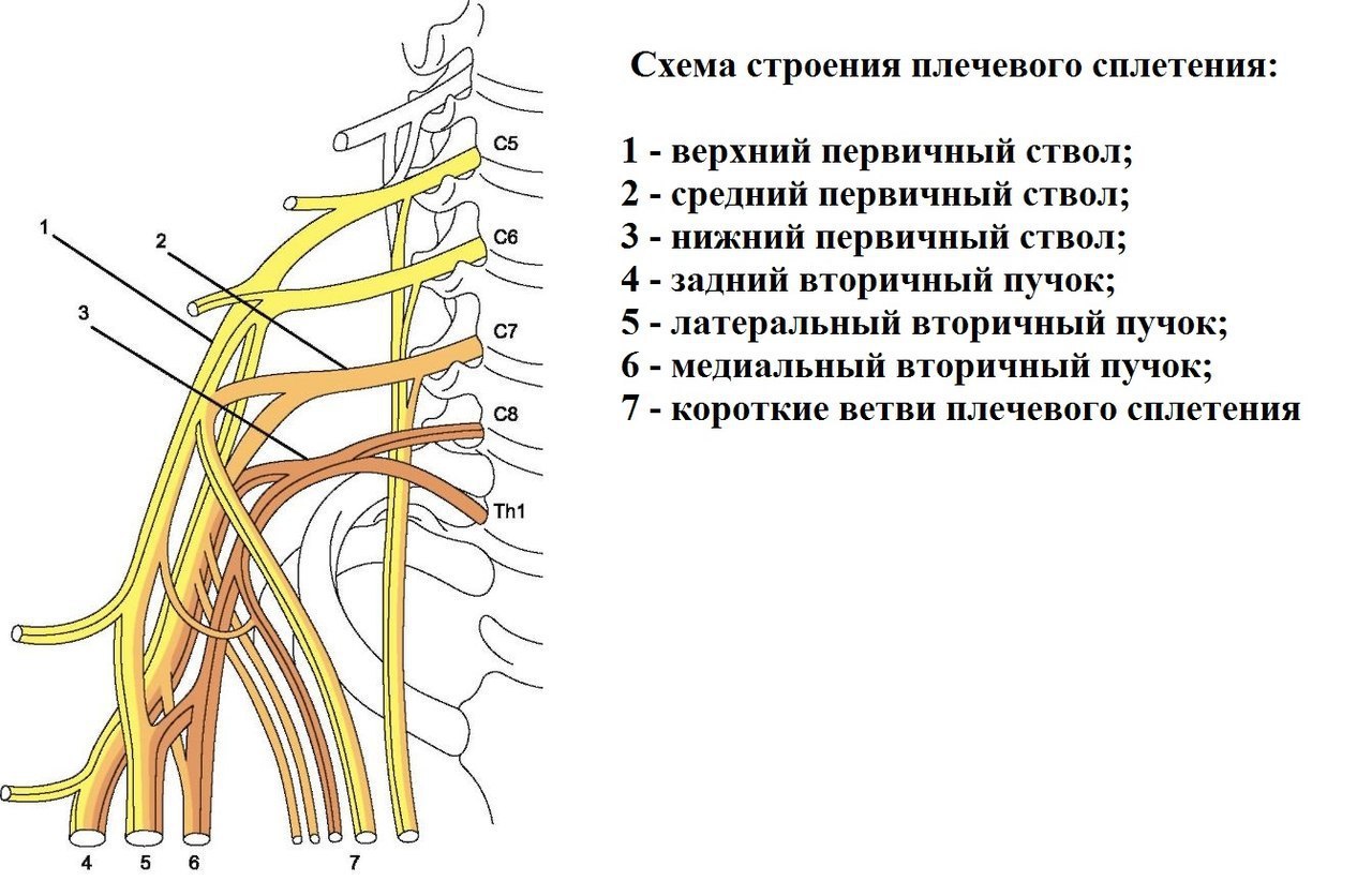Неприятный нерв. Спинномозговые нервы плечевое сплетение. Нервы плечевого сплетения анатомия. Нервы Пучков плечевого сплетения. Пучки плечевого сплетения схема.