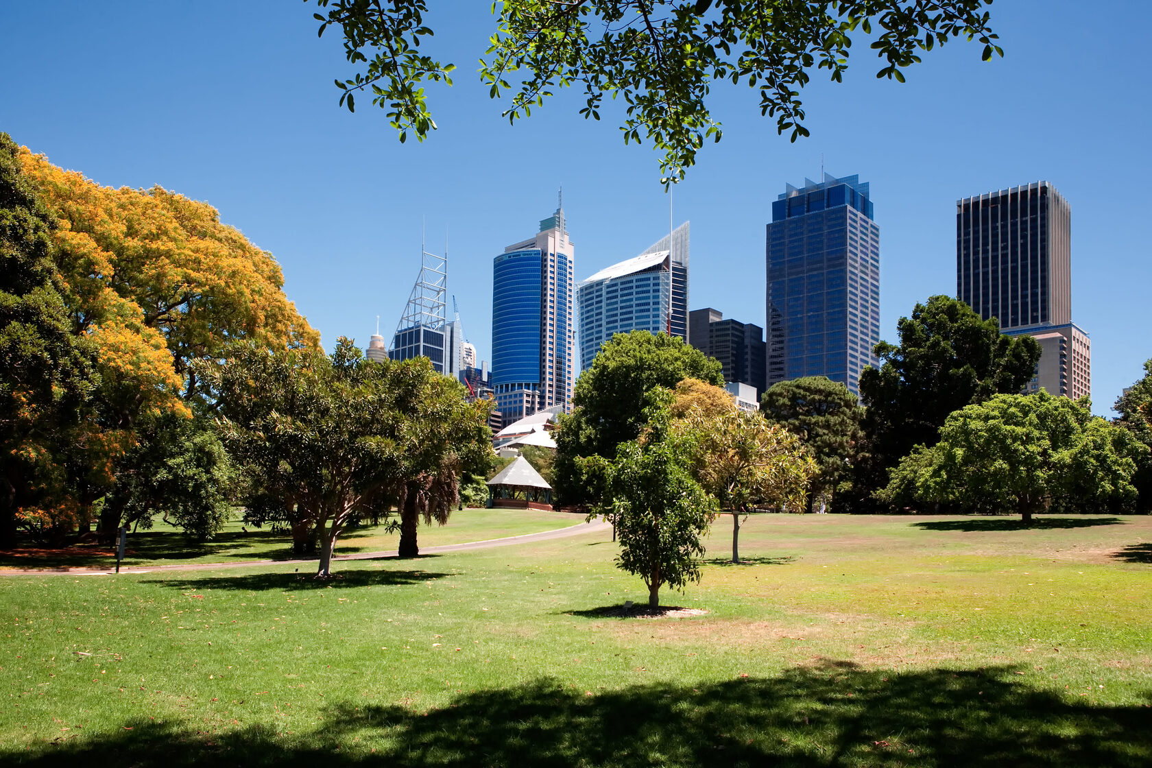 Кенгуру в естественной среде обитания в Австралии