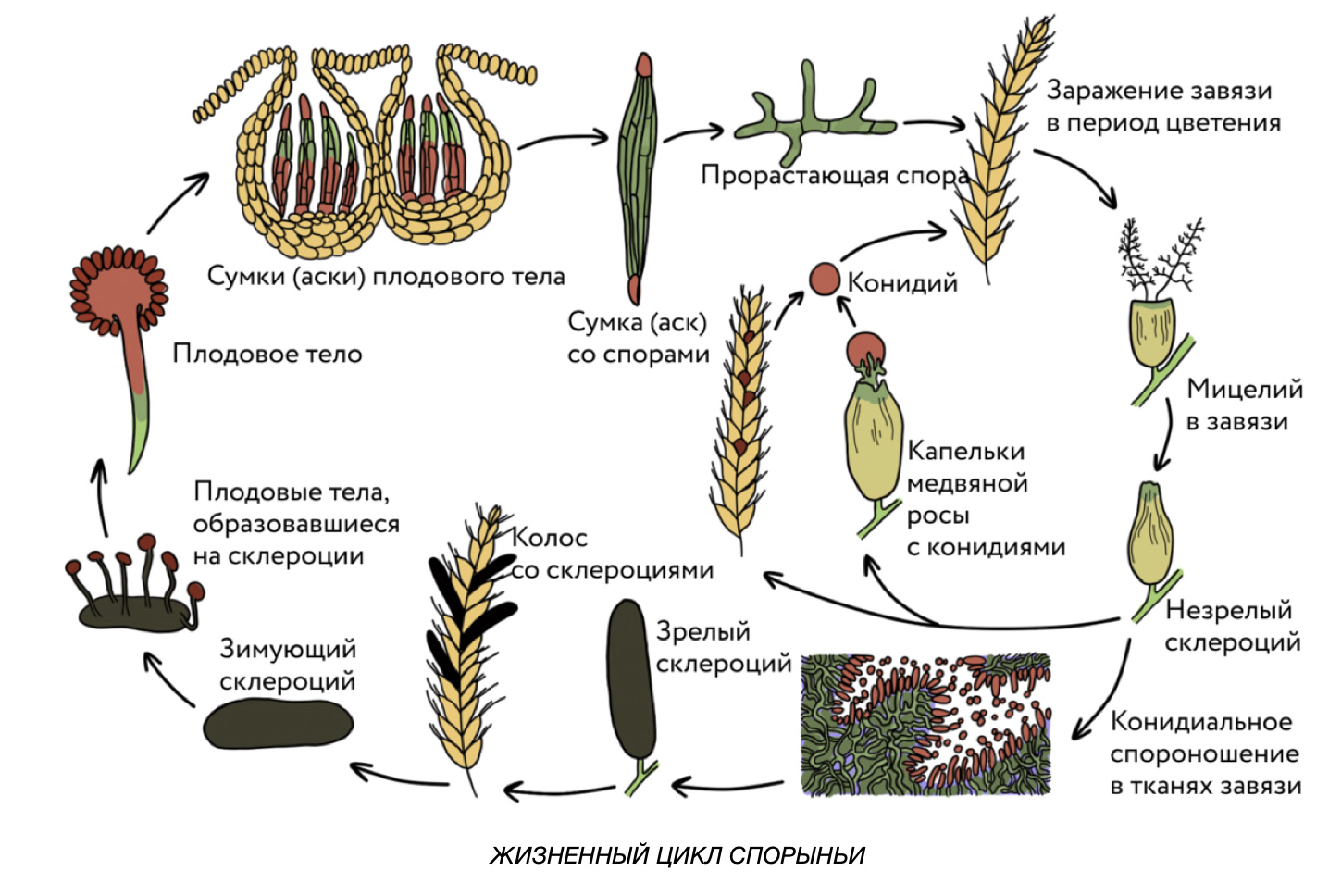 Прорастающая спора. Цикл развития спорыньи схема. Жизненный цикл спорыньи пурпурной. Цикл развития спорыньи пурпурной. Цикл развития спорыньи рисунок.