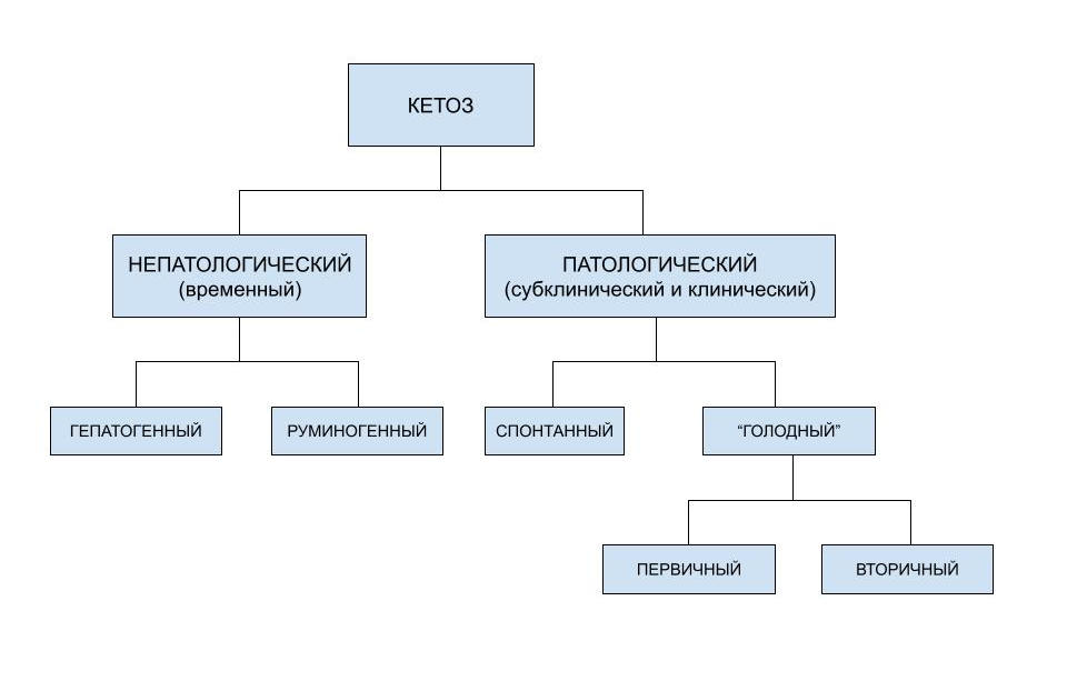 Кетоз коров презентация