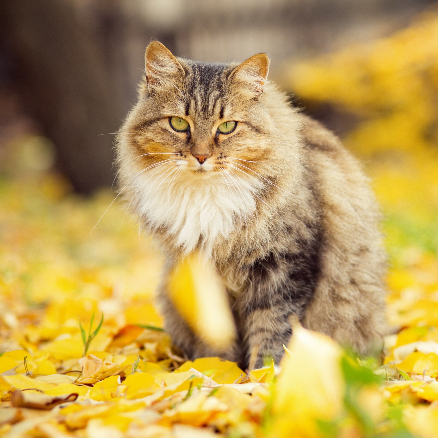 Благотворительный фонд поможи животных, помощь животным, взять кошку из приюта, взять собаку из приюта