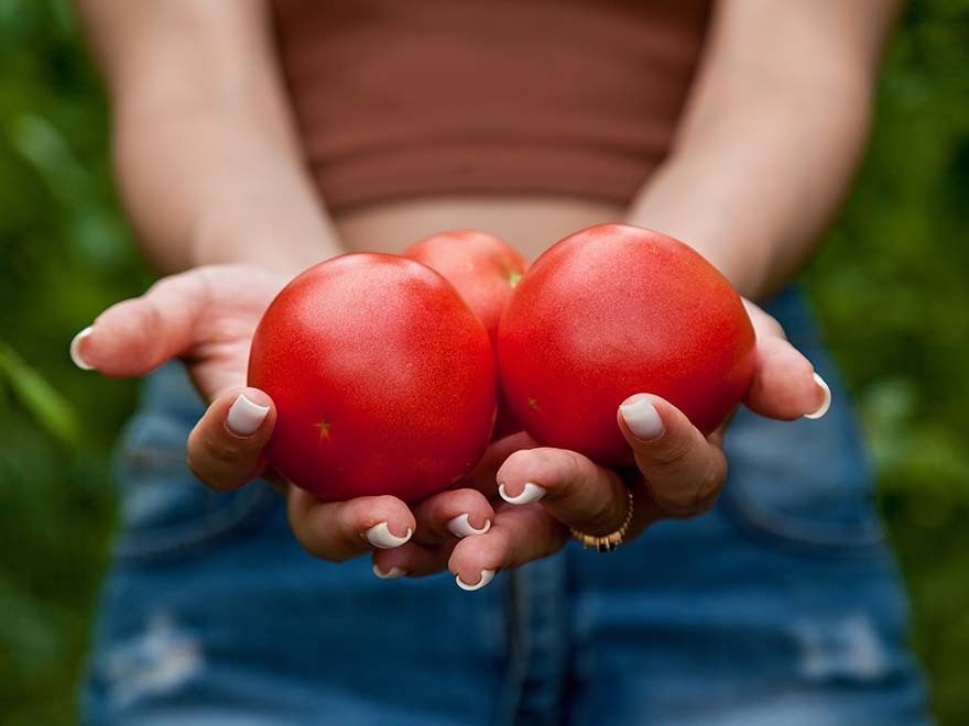 Hands holding three ripe red tomatoes, symbolizing home gardening and the joy of growing tomatoes from seeds.