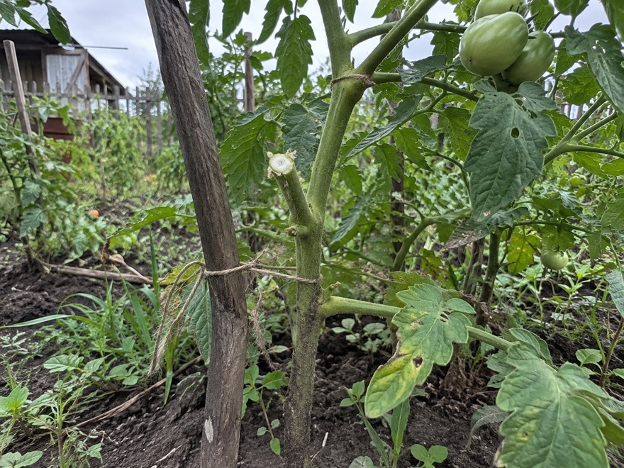 Fresh pruning cut on a tomato plant ready for antiseptic treatment