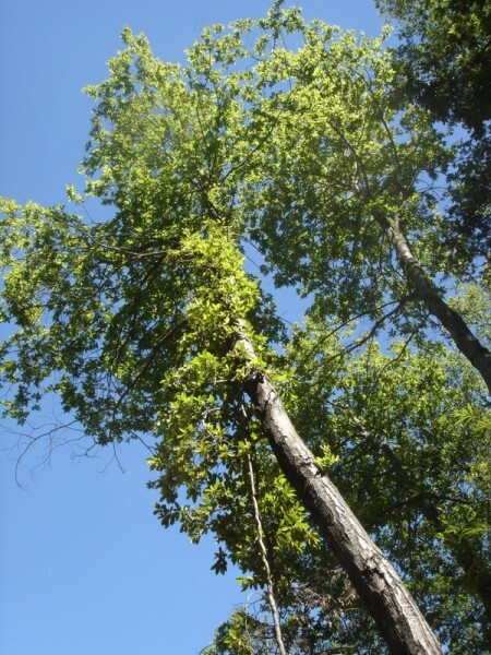 Раули-1