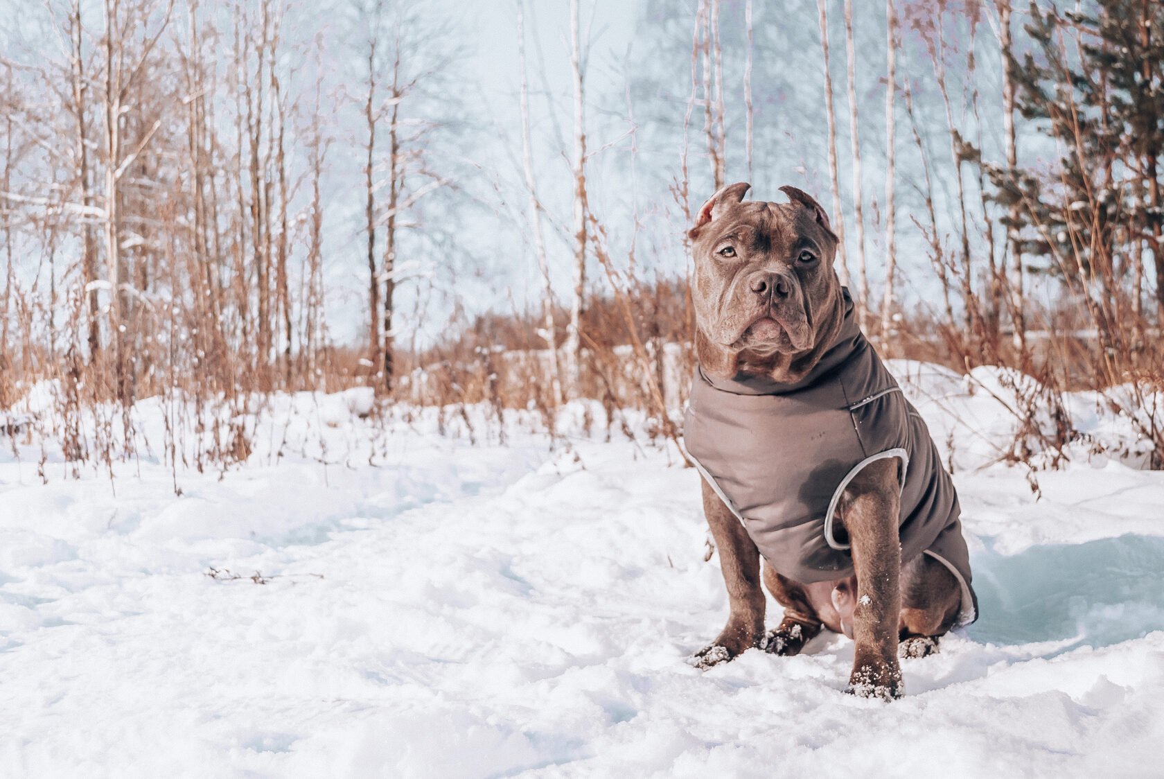 15 лучших зоогостиниц Санкт-Петербурга: передержка на время отпуска 27 Сервис передержки собак Гульдог СПб — догситтер на прогулке