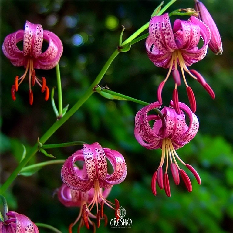 Lilium martagon seeds fresh bulb