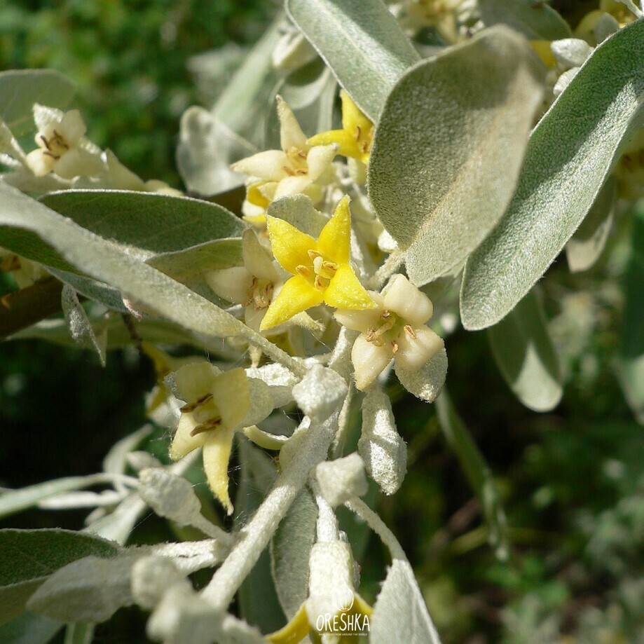 Лох растение. Elaeagnus angustifolia. Лох серебристый узколистный. Растение лох узколистный. Лох узколистный Ангустифолия.