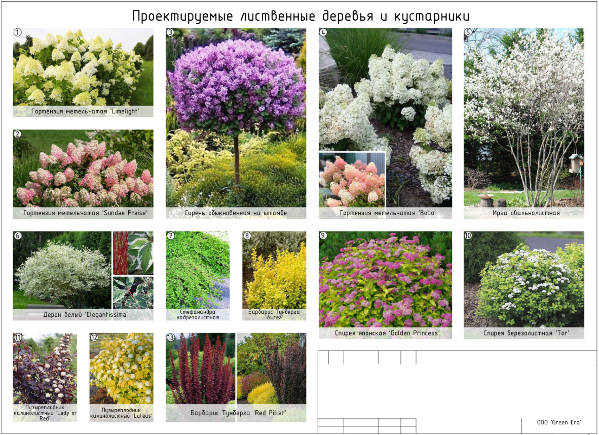 Лиственные деревья и кустарники
