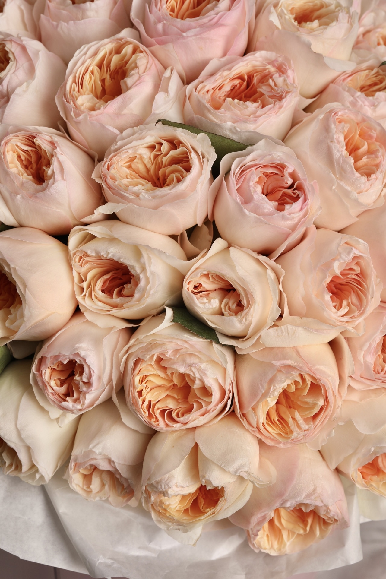 Пионовидные розы Juliet