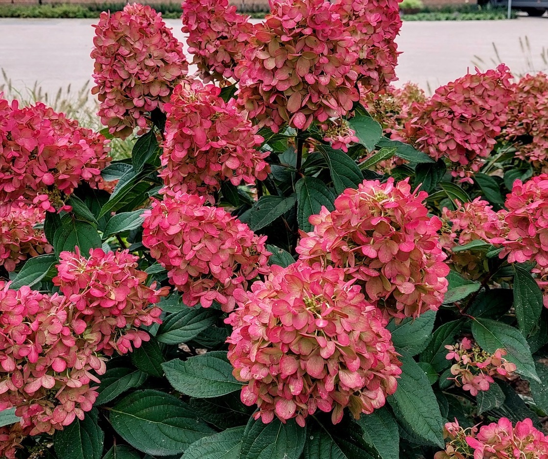 Гортензия метельчатая бонфайер