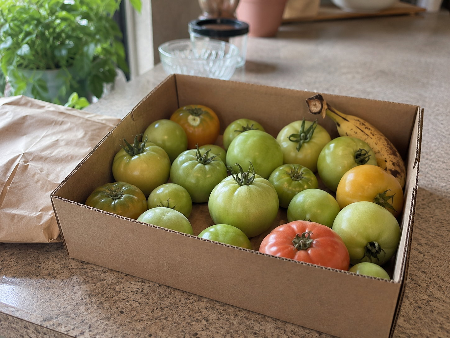 Green tomatoes ripening indoors in a shallow box with a banana for ethylene