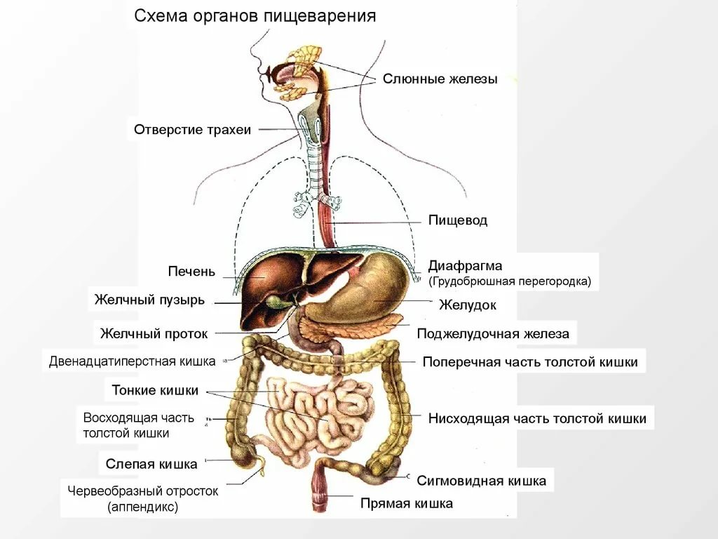 Анатомия человека органы схема