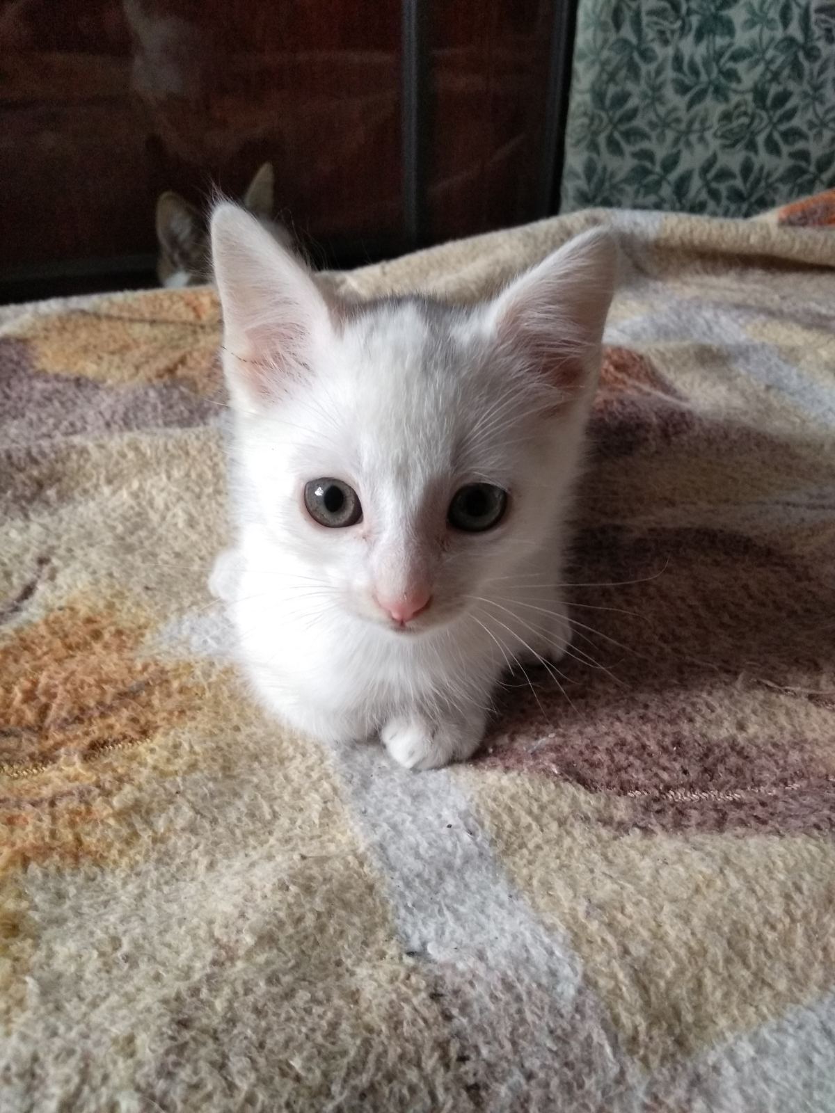 Таблица жизни собак и кошек Pets, Online casino, Art