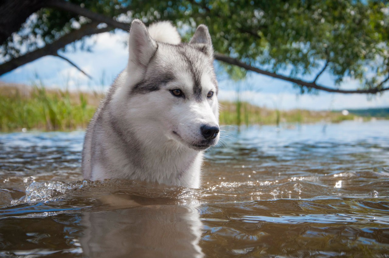 хаски у моря