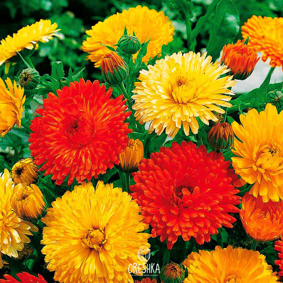 Seeds of Calendula Pacific (Calendula) — 20 pcs