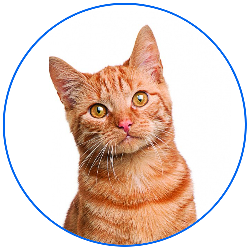 Кремация домашних животных - крематорий для животных в Москве