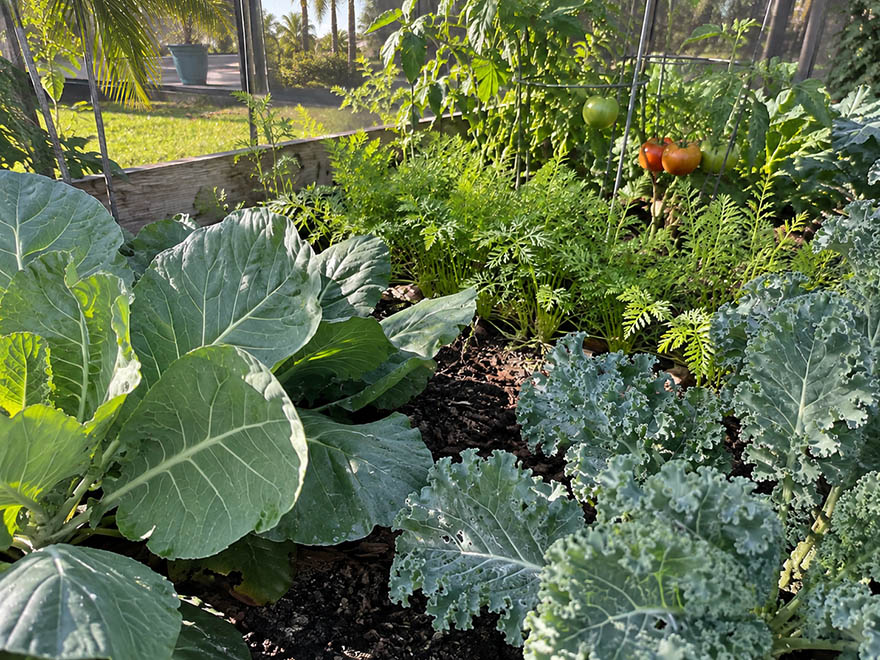 Established Florida fall vegetable garden with collards, kale, carrots, and tomatoes