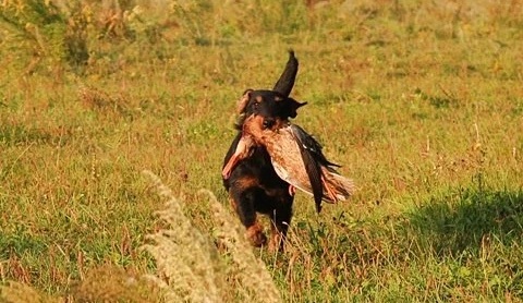 Врожденная аппортировочная реакция у ягдтерьера