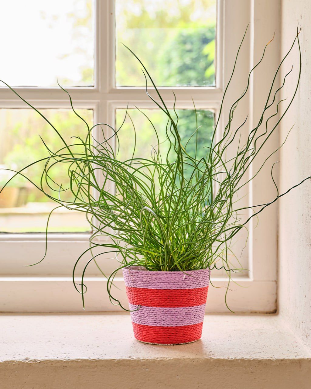 Succulent in ceramic pot
