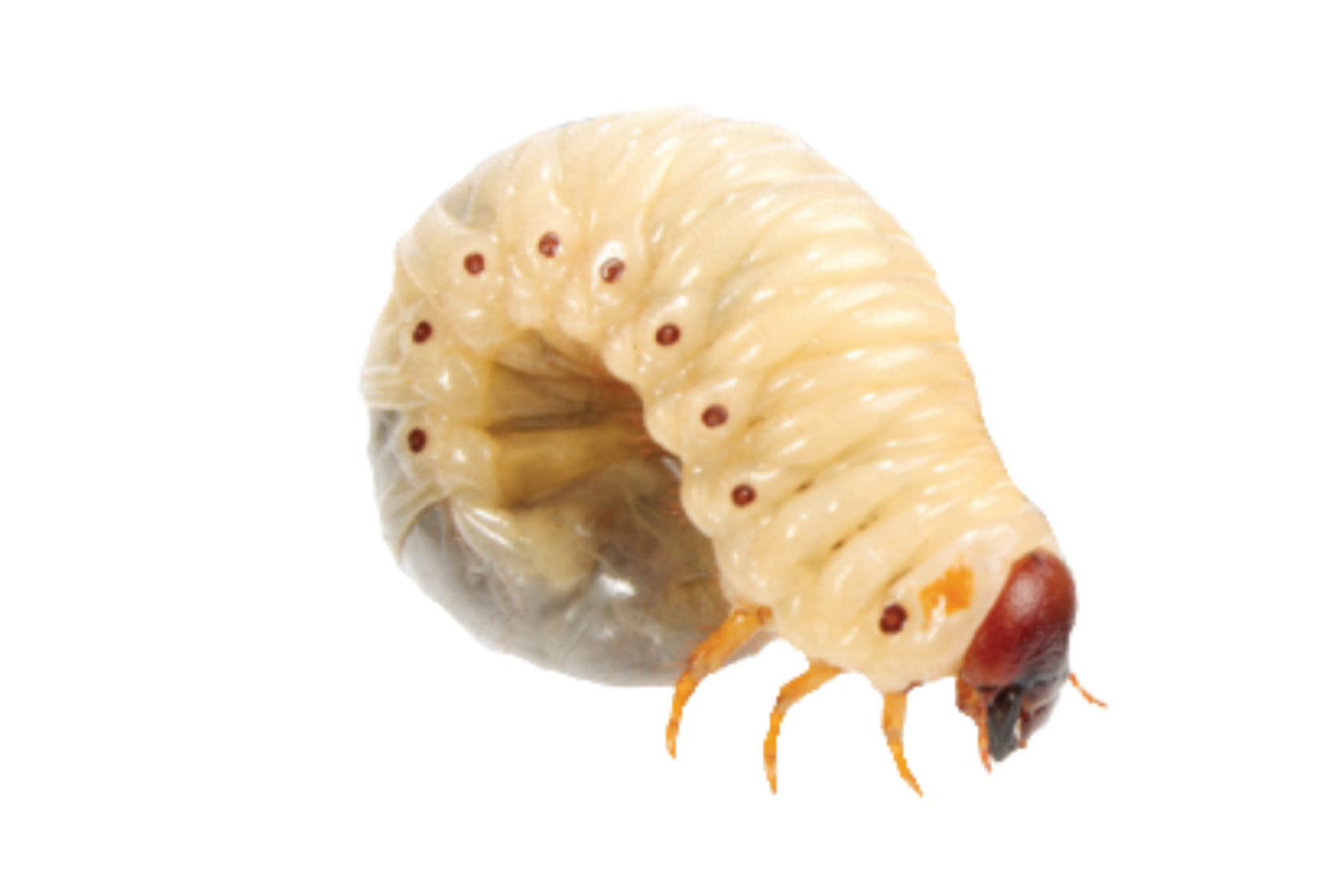 МЕТАВАЙТ - захист рослин від ґрунтових шкідників